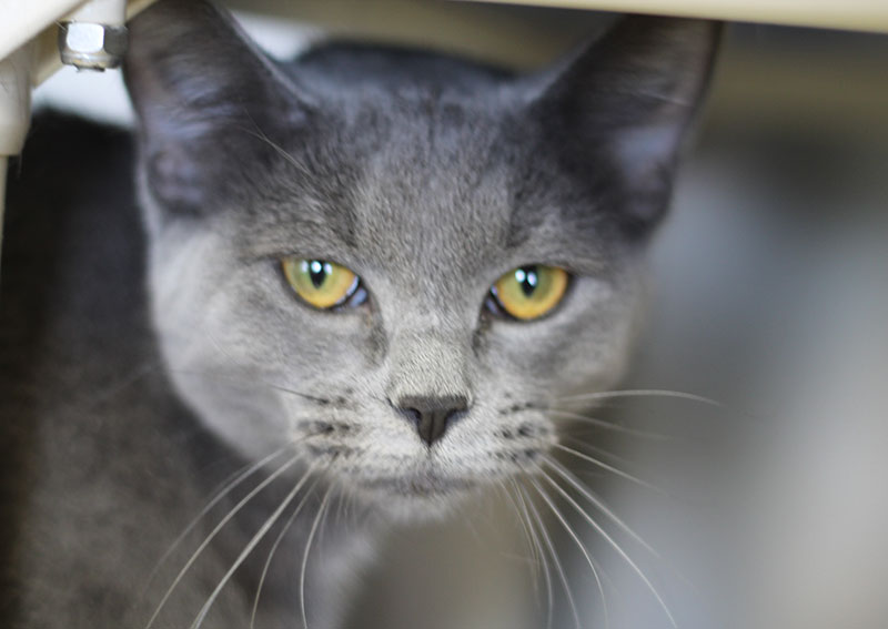 Carousel Slide 2: Cat veterinarians