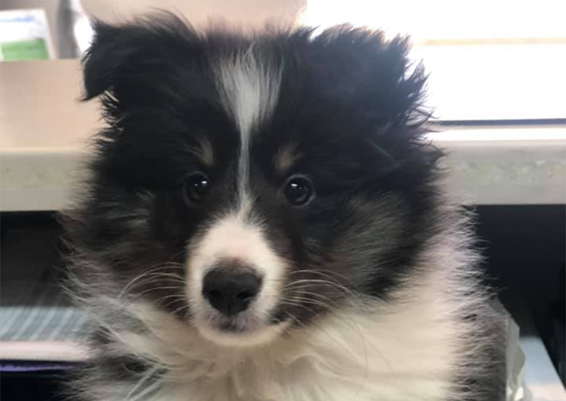 Carousel Slide 1: Dog veterinary care