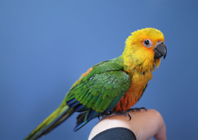 Bird Veterinary Care, Terra Haute