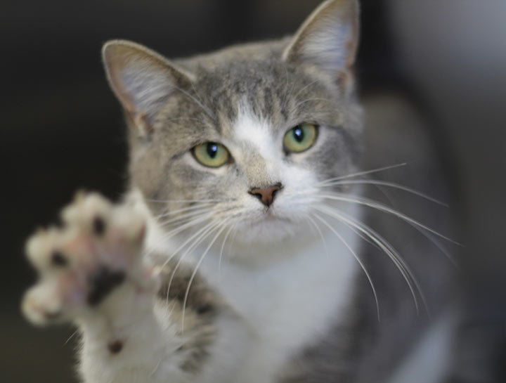 Pet Behaviorist Dog Behavior Problems